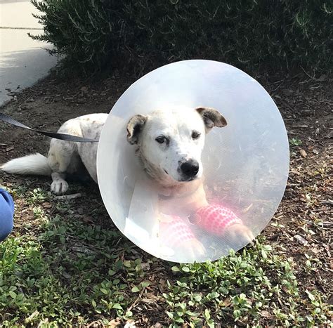 Lost and Found Pets Santa Barbara County Public Group | Facebook