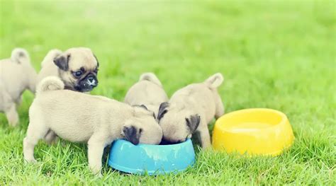 Best Dog Foods For Pugs Puppies Adults And Seniors