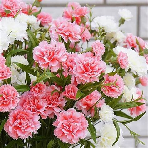 Bạn Có Biết Hoa Cẩm Chướng Hồng Loài Hoa Của Tình Yêu Và Sự Biết ơn