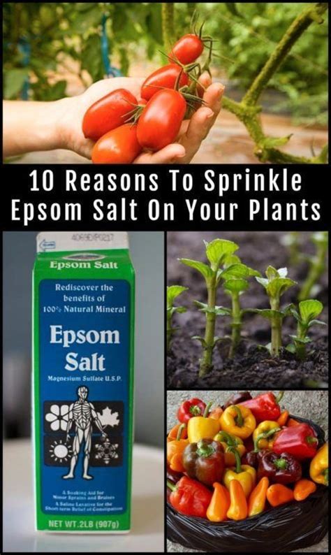 10 Incredible Epsom Salt Uses For Your Plants And Garden Epsom Salt For