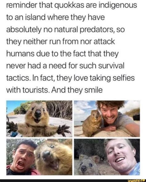 Reminder That Quokkas Are Indigenous To An Island Where They Have