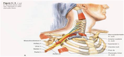 Dentistry And Medicine Regional Anesthesia Manual—upper Extremity Blocks