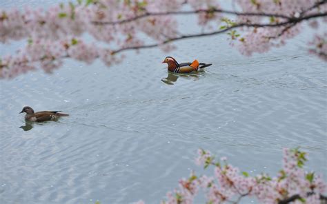 Wallpaper Trees Flowers Winter Wildlife Mandarin Duck Flower