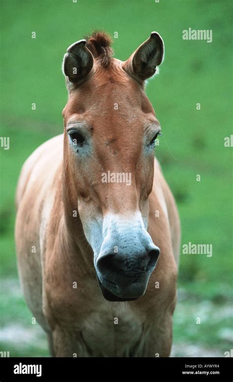 Przewalski Wild Horse Mongolian Asian Takhi Stock Photo Alamy