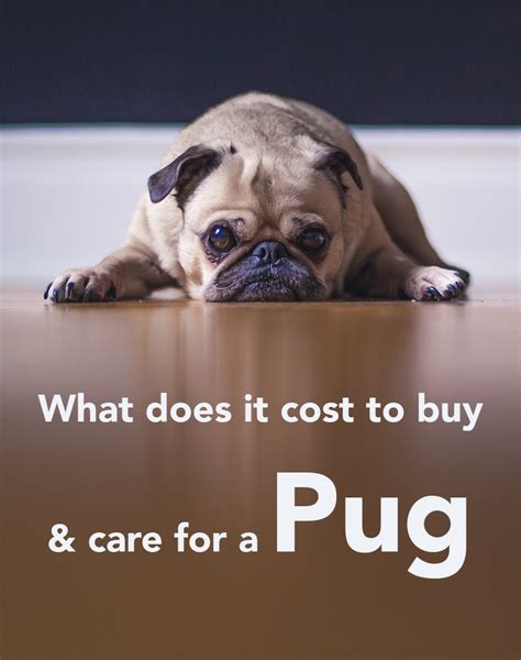Dog Price How Much Does A Dog Cost Cost Of Buying And Owning Dogs