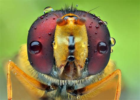 Bug-eyed: Macro insect photos
