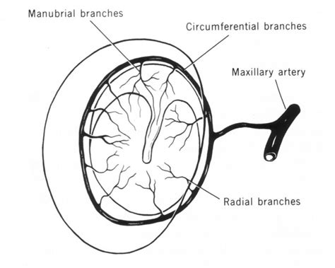 Otoscopy Anatomy Of The Ear Anat10d