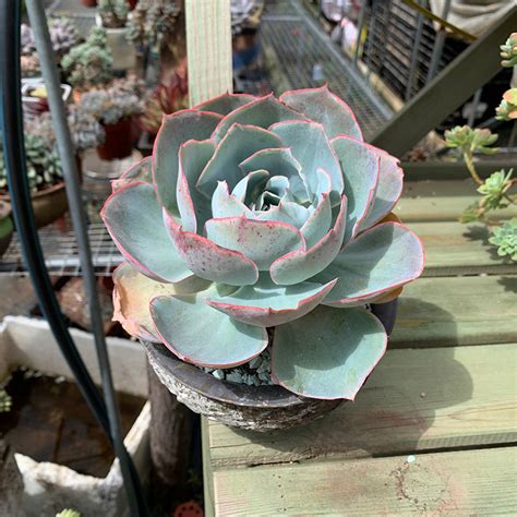 Real Live Succulent Cactus Plant Echeveria Da Vinci Code