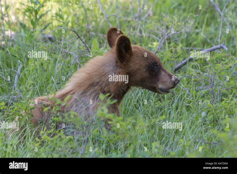 Curious Black Bear Cub Ursus Americanus Exploring The Woods In