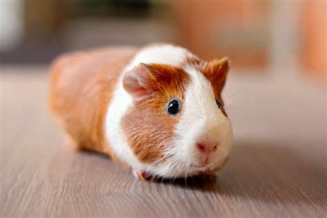 150 Cute Guinea Pig Names For Pairs Colours And More Pethelpful