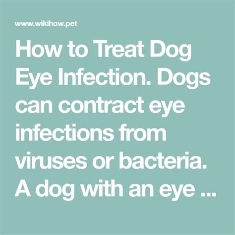 How To Treat Dog Eye Infection Dogs Can Contract Eye Infections From
