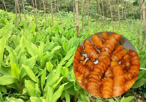 7 Tanaman Herbal Yang Ampuh Merawat Kesehatan Dan Kecantikan