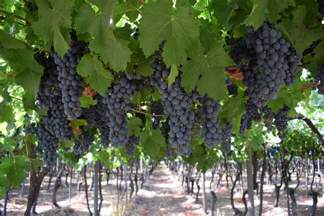 Musto Wine Grape Company Llc Blog Where Wine Making Is A