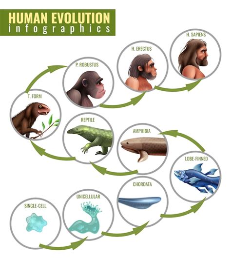Human Evolution Infographics Vector Free Download