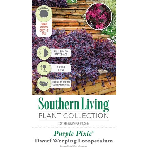 Southern Living Plant Collection Pink Purple Pixie Loropetalum