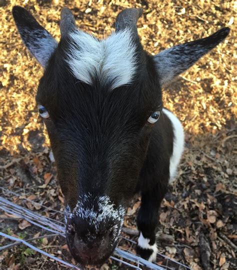 6 Things I Wish I Knew Before Getting Goats Green Bella Journey