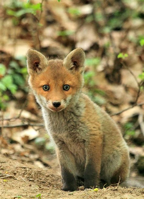 Selective Focus Brown Baby Fox Fox Animal Forest Nature Mammal