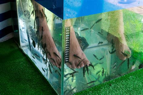 Female Legs In An Aquarium With Garra Rufa Fish Fish Spa Pedicure