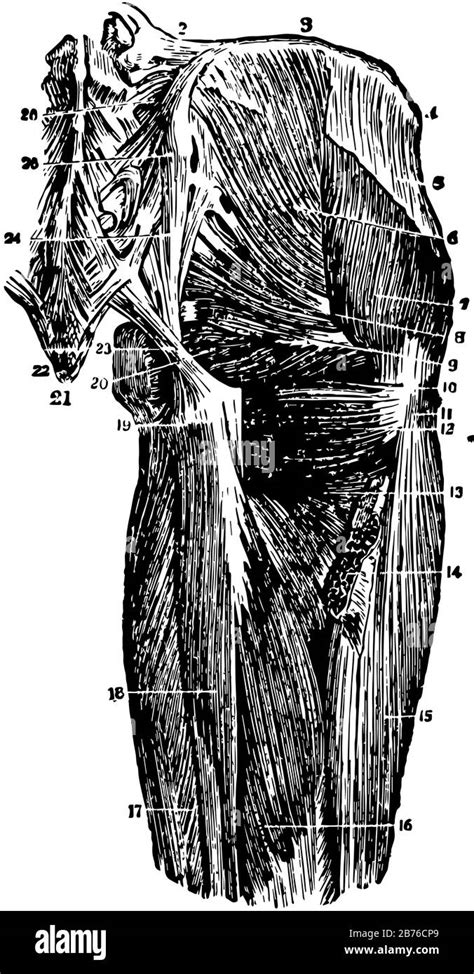 This Illustration Represents Deep Muscles Of The Hip Joint Vintage Line Drawing Or Engraving