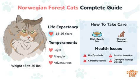Norwegian Forest Cat Your Complete Breed Guide The Goody Pet