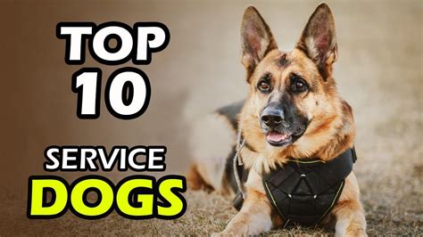 Top 10 Best Service Dog Breeds Youtube