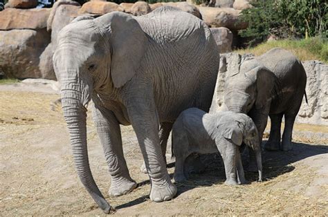 Elefantes De África En Grave Peligro De Desaparecer Imagen Agropecuaria