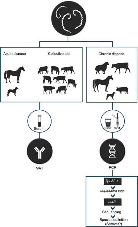 An Overview On The Molecular Diagnosis Of Animal Leptospirosis Di