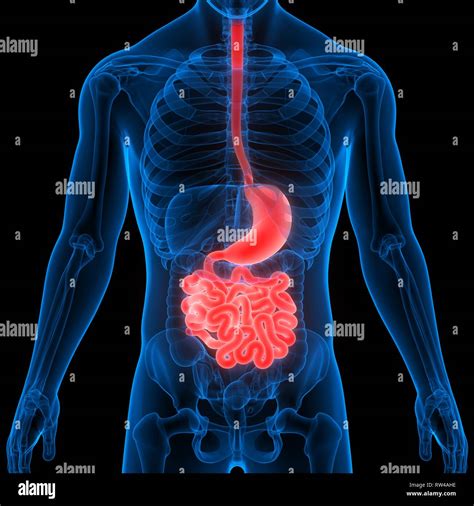 Human Digestive System With Hi Res Stock Photography And Images Alamy