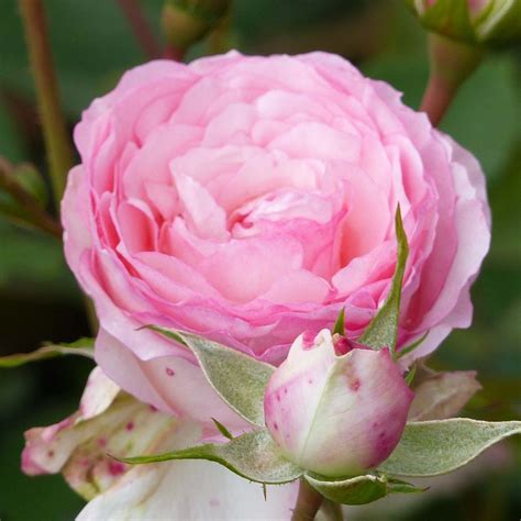 Rosa Mini Eden Rose Rosier Arbustif Ou Petit Grimpant Une Version