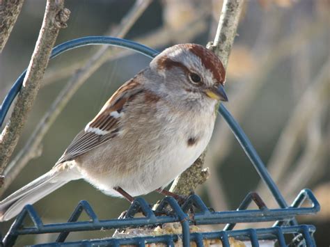 South Burlington Birds American Tree Sparrow Photos Litter With A