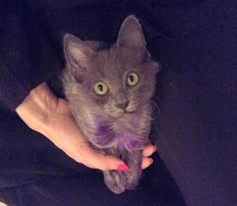 Purple Kitten Is Getting Back To His Glorious Grey Coat Love Meow