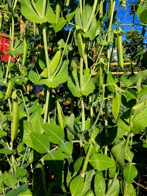 How Tall Do Snap Pea Plants Grow How Do You Plant A Snap Pea