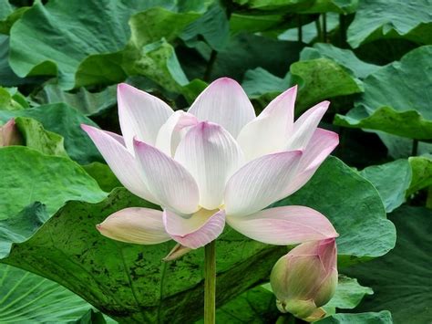 Premium Photo Closeup Nelumbo Nucifera Water Lily Or Lotus Flower In