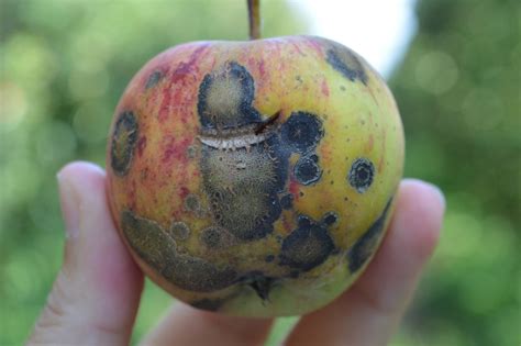 What Is Wrong With My Tree Apple Scab On Crabapple