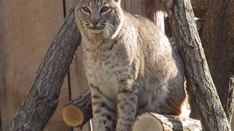 Nature Center Notes Bobcats Stand Alone As Only Wild Cat In Nc