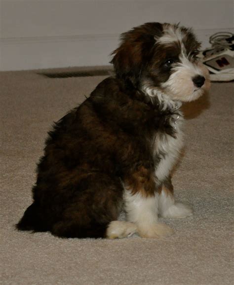 Honey was abandoned at a shelter with her 4 puppies the mix with: Aussiedoodle. Australian Shepard, Poodle Mix. | Poodle mix ...