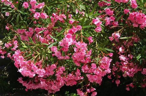 Oleanders For Garden And Home An Overview Of The Best Varieties Best