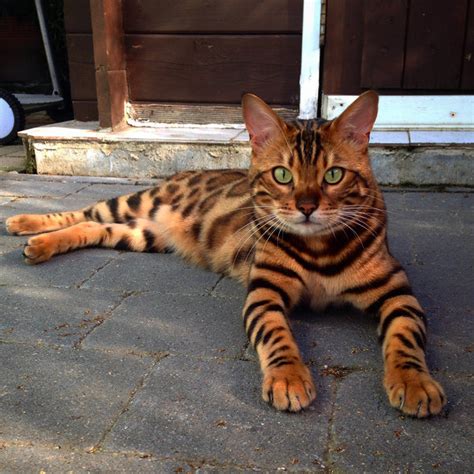 Bengal tigers are among the largest big cats of any kind left on earth. Baasje van de Bengaalse kat Thor maakt wat leuke foto's en ...