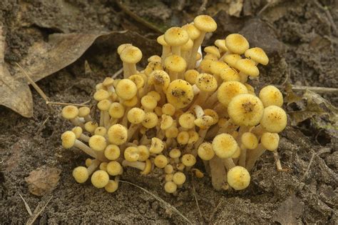 Photo 1291 24 Yellow Species Of Ringless Honey Mushroomsnational