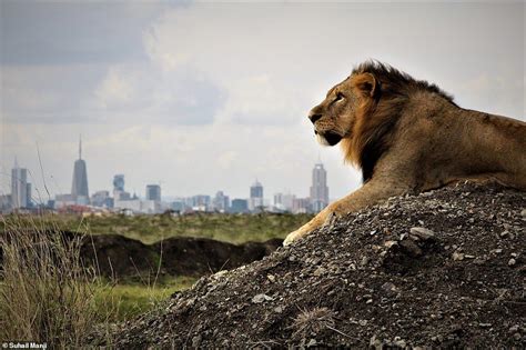Stunning Images Of Lions In Africa Showcase Work Of 10 Award Winning