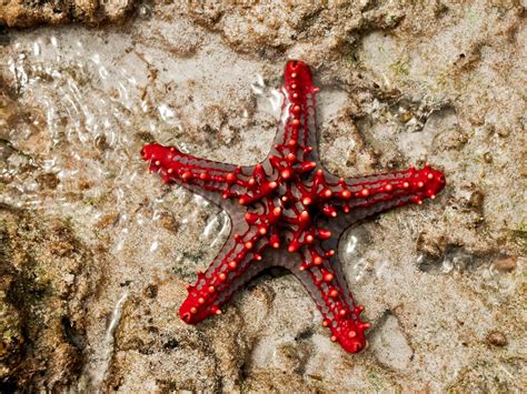 Star Of The Ocean Red Knobbed Starfish Indian Ocean Flickr