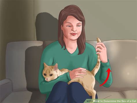 How To Determine The Sex Of A Cat 7 Steps With Pictures