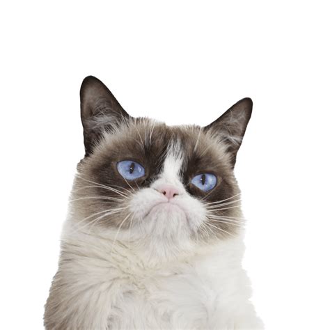 Grumpy Cat Tumblr Background