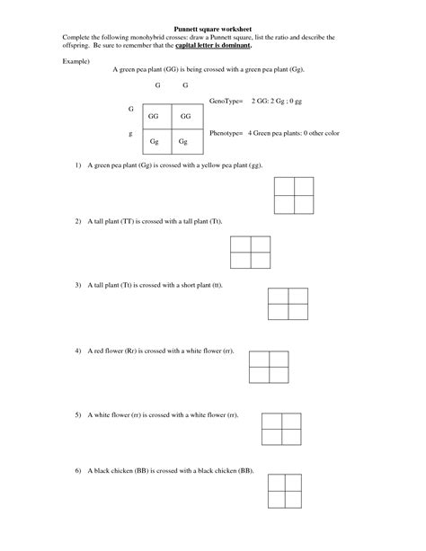 The top and the female's gametes down the side. 14 Best Images of Monohybrid Cross Worksheet Answer Key - Monohybrid Cross Worksheet Answers ...