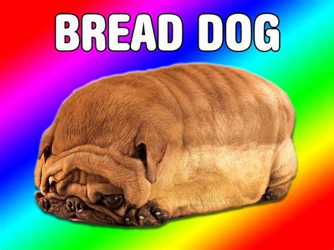 Bread Dog Dog Bread Cute Funny Animals Cute Animals