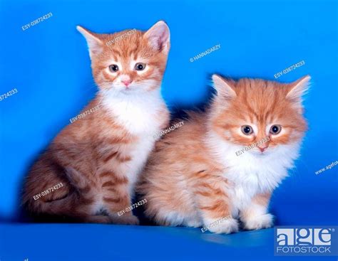 Two Fluffy Red And White Kitten Sitting On Blue Background Stock Photo