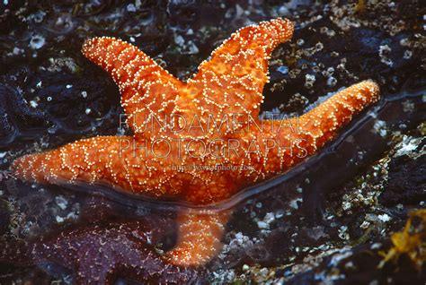 Intertidal Zone Starfish