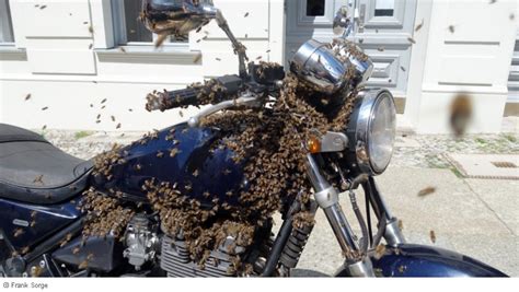 Wie können sie sich vor wespen schützen oder. Bienen, Hummeln, Wespen, Hornissen im Bereich der Mietwohnung