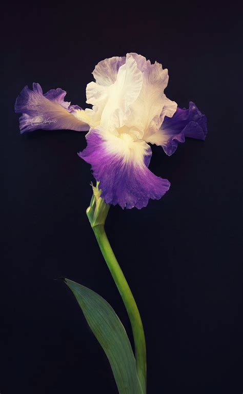 Fine Art Flower Photography On Behance
