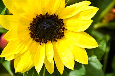 Bentuk dan warnanya seperti bunga matahari pada umumnya, yaitu berwarna kuning dan bagian tengahnya yang berwarna kecoklatan. Gambar Bunga Matahari Warna Kuning - Koleksi Gambar Bunga